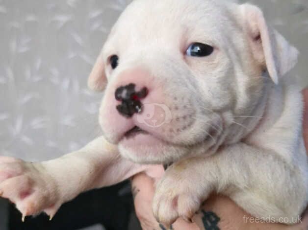 3 beautiful chunky staffy boys for sale in Crewe, Cheshire