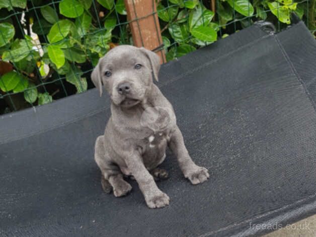 4 beautiful KC Blue Staff girls ready now for sale in Manchester, Greater Manchester - Image 2