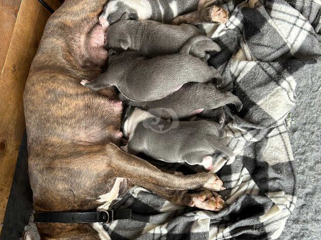 3 beautiful Staffordshire bull terrier pups for sale in Burnham, Buckinghamshire