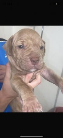 3 beautiful staffy cross pups for sale in Leeds, West Yorkshire - Image 1