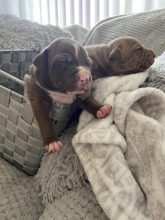 Staffie Puppies for sale in West Yorkshire