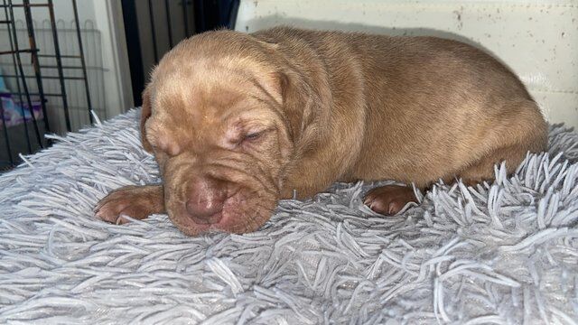 Staffie Puppies for sale