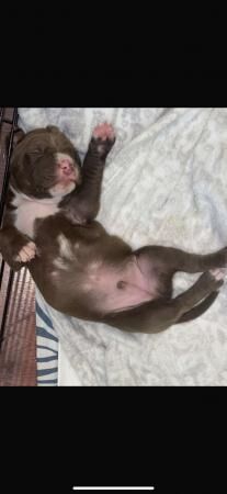 3 beautiful staffy cross pups for sale in Leeds, West Yorkshire - Image 5