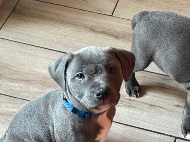 3 blue staff pups for sale in Bridgend, Ceredigion - Image 1