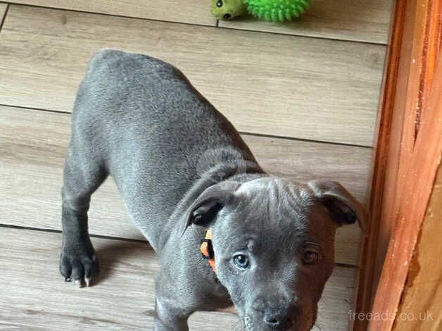 3 blue staff pups for sale in Bridgend, Ceredigion - Image 2