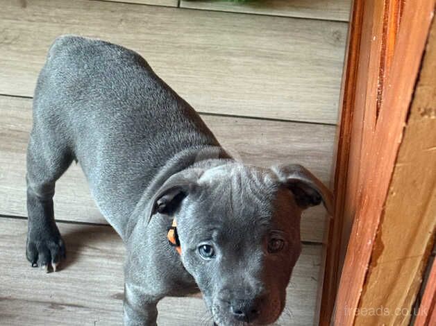 Staffie Puppies for sale in Ceredigion