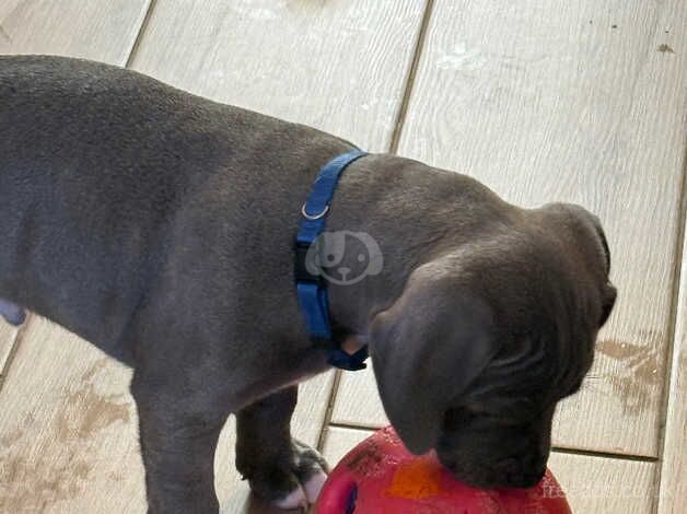 3 blue staff pups for sale in Bridgend, Ceredigion - Image 5