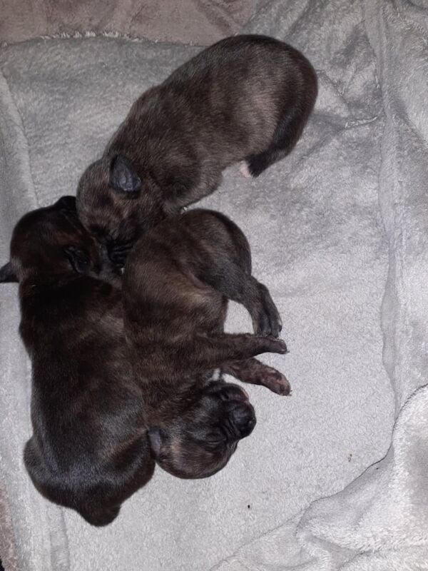 3 female puppies for sale in Exeter, Devon - Image 2