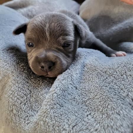 3 gorgeous blue boy staffy pups for sale in Paddock Wood, Kent - Image 1
