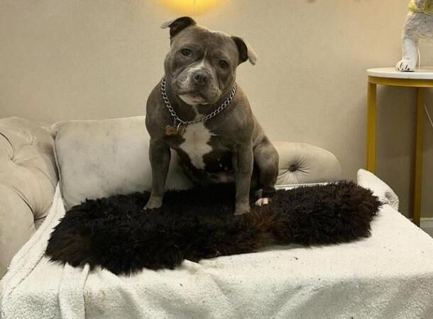 3 gorgeous blue boy staffy pups for sale in Paddock Wood, Kent - Image 3