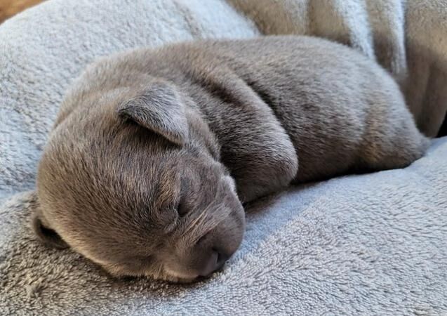 3 gorgeous blue boy staffy pups for sale in Paddock Wood, Kent - Image 4