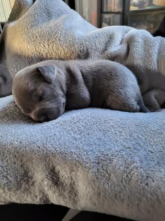 3 gorgeous blue boy staffy pups for sale in Paddock Wood, Kent - Image 5
