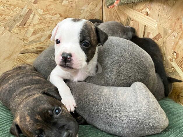 3 male staffies for sale in Atherstone, Warwickshire