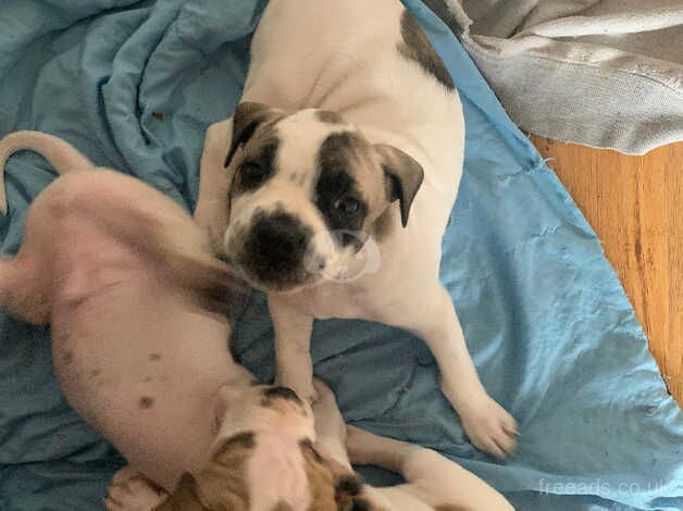 3 males left staffy cross for sale in Birmingham, West Midlands - Image 2