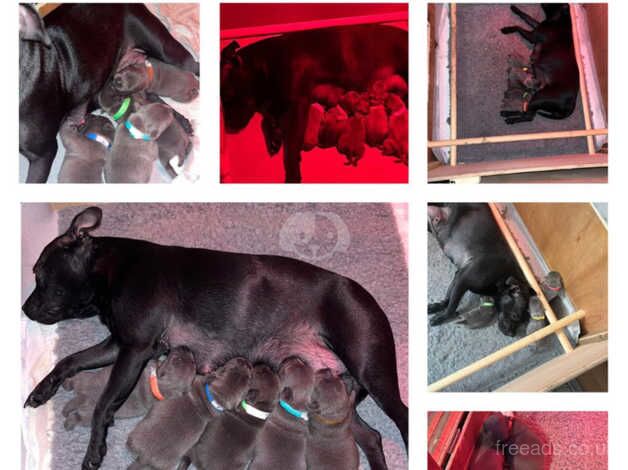 Kennel Club Registered Staffie Puppies For Sale