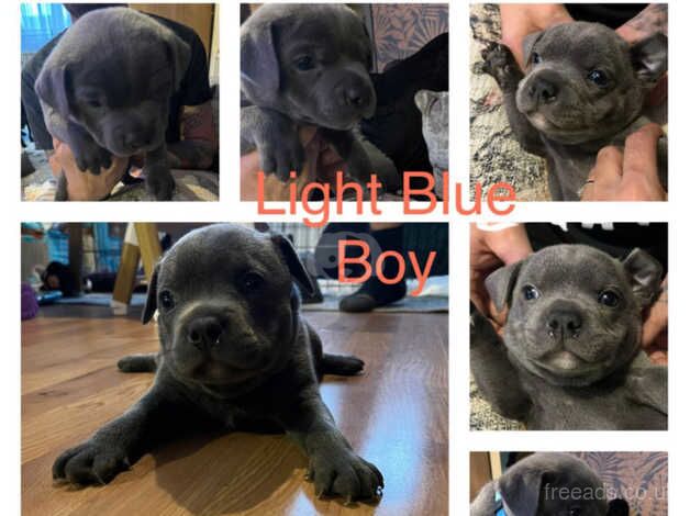 3 Stunning Blue Staffies for sale!!!! for sale in Preston, Lancashire - Image 3