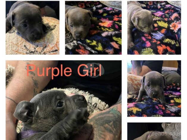 3 Stunning Blue Staffies for sale!!!! for sale in Preston, Lancashire - Image 4