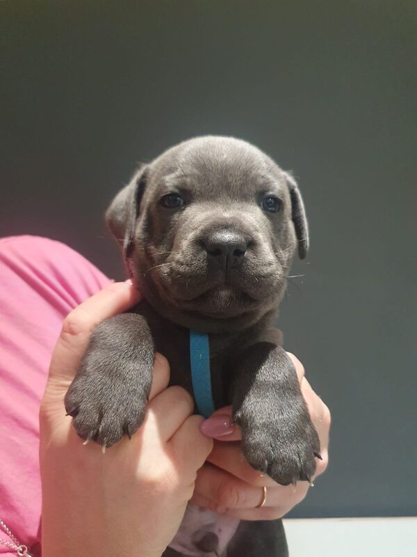 Pedigree blue staffy pups hotsell for sale