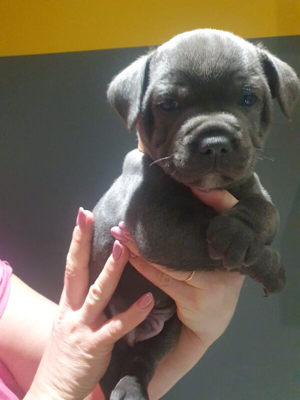 3 stunning Male blue staffies for sale in Llantwit Fardre, Rhondda Cynon Taf - Image 2