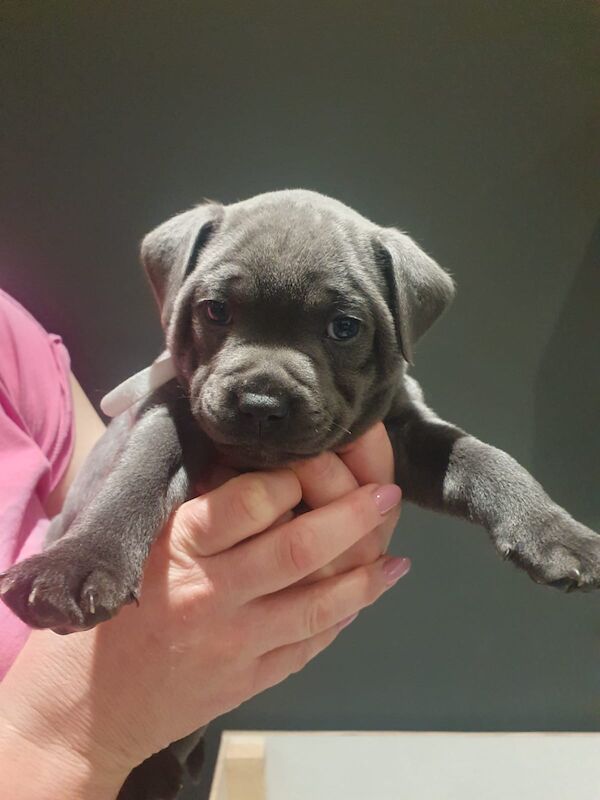 3 stunning Male blue staffies for sale in Llantwit Fardre, Rhondda Cynon Taf - Image 3