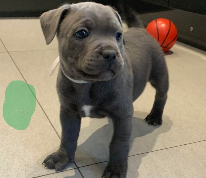 3 stunning Male blue staffies for sale in Llantwit Fardre, Rhondda Cynon Taf - Image 4