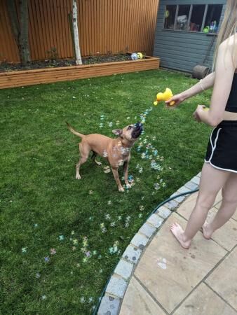 3 year old Staffordshire Bull Terrier for sale in Leighton Buzzard, Bedfordshire