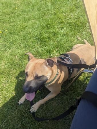 3 year old Staffordshire Bull Terrier for sale in Leighton Buzzard, Bedfordshire - Image 2