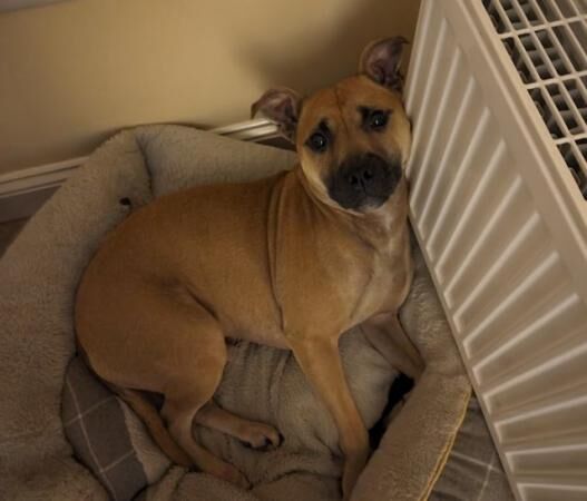 3 year old Staffordshire Bull Terrier for sale in Leighton Buzzard, Bedfordshire - Image 3