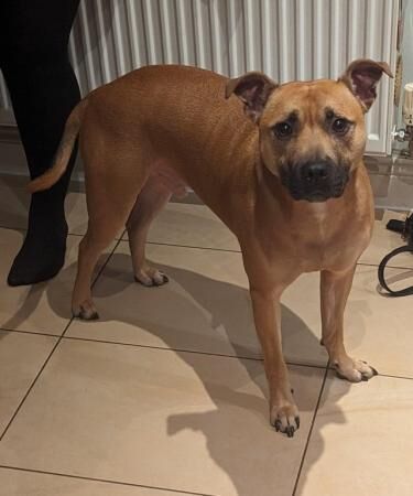 3 year old Staffordshire Bull Terrier for sale in Leighton Buzzard, Bedfordshire - Image 4