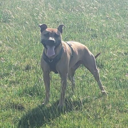 3 year old Staffordshire Bull Terrier for sale in Leighton Buzzard, Bedfordshire - Image 5