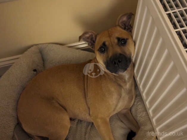 3 year old Staffordshire Bull Terrier for sale in Leighton Buzzard, Bedfordshire