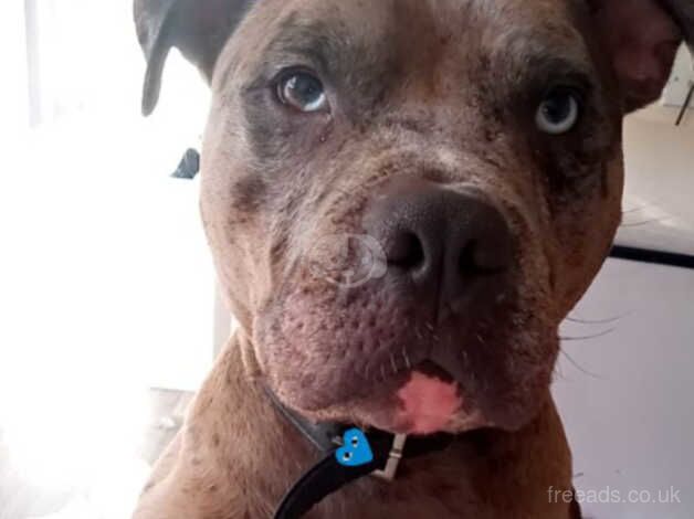 3 years old male Staffy for sale in Luton, Bedfordshire - Image 1