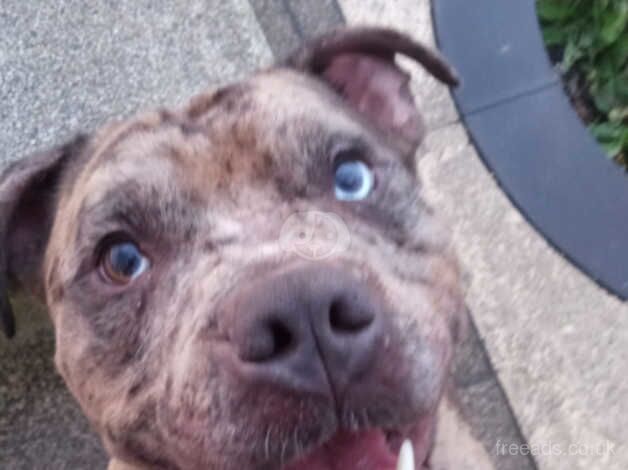 3 years old male Staffy for sale in Luton, Bedfordshire - Image 2