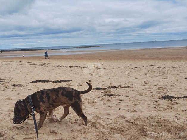 3 years old male Staffy for sale in Luton, Bedfordshire - Image 3