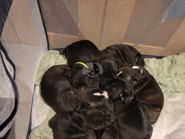 4 Beautiful Coloured Staffordshire Bull Terriers for sale in Stockton On Tees, County Durham - Image 2