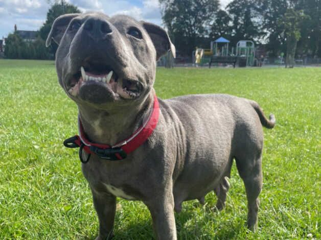 4 Beautiful Coloured Staffordshire Bull Terriers for sale in Stockton On Tees, County Durham - Image 4