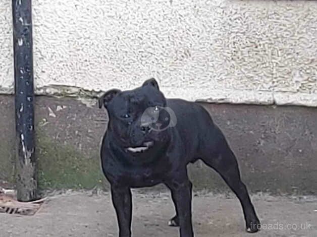 4 Beautiful Coloured Staffordshire Bull Terriers for sale in Stockton On Tees, County Durham - Image 5