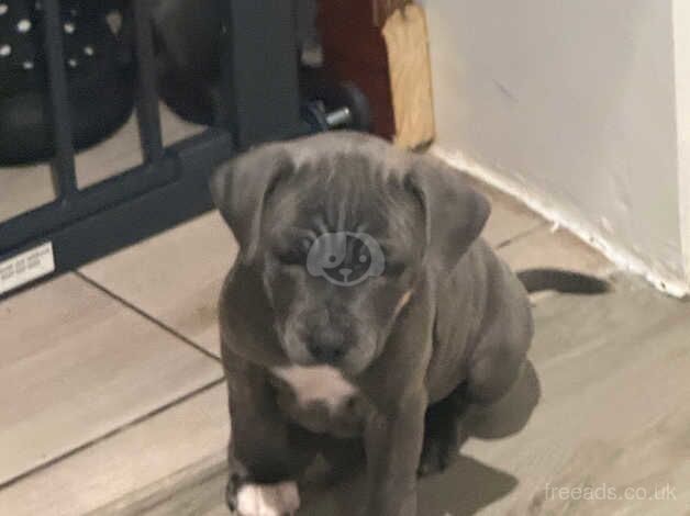 4 blue staff Puppys left for sale in Bridgend, Bridgend