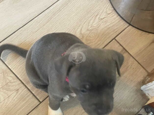 4 blue staff Puppys left for sale in Bridgend, Bridgend - Image 3