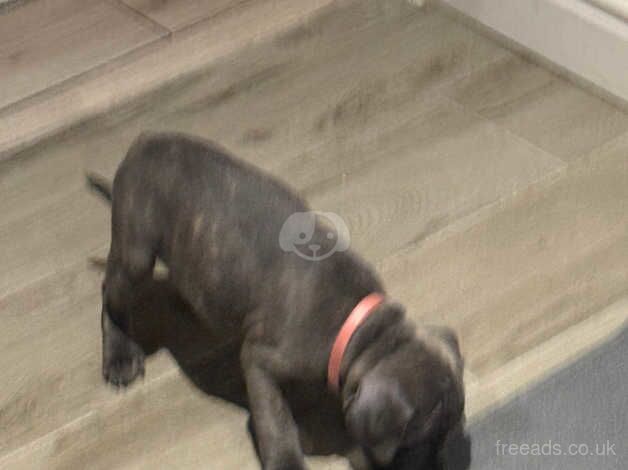 4 blue staff Puppys left for sale in Bridgend, Bridgend - Image 5