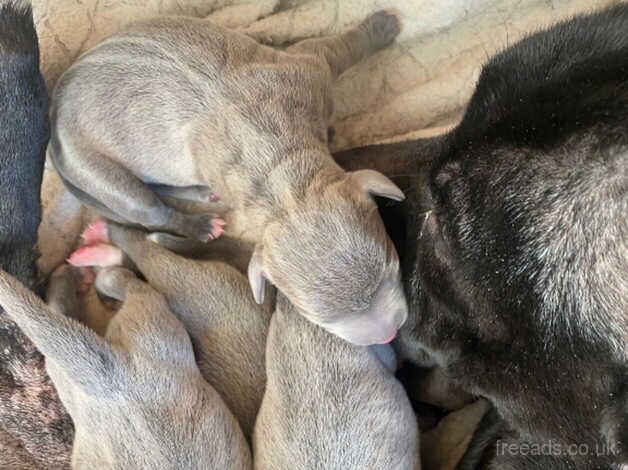 4 female grey staffys for sale in Flint Cross, Cambridgeshire - Image 1