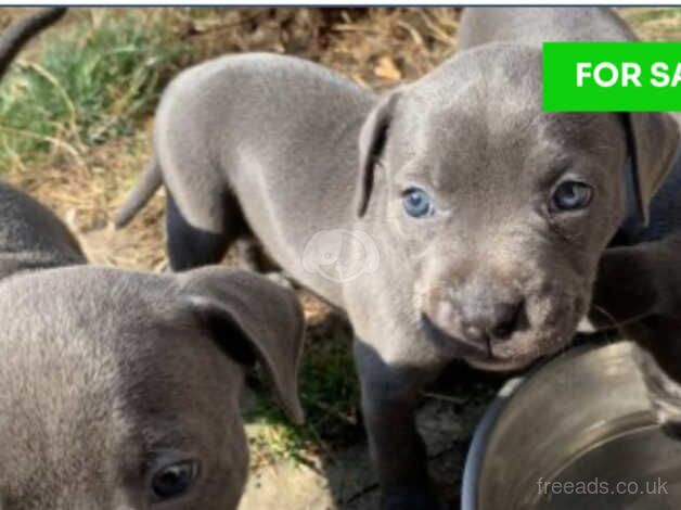 4 female grey staffys for sale in Flint Cross, Cambridgeshire - Image 2