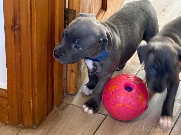 4 Gorgeous blue staff Puppys for sale in Bridgend, Bridgend - Image 1