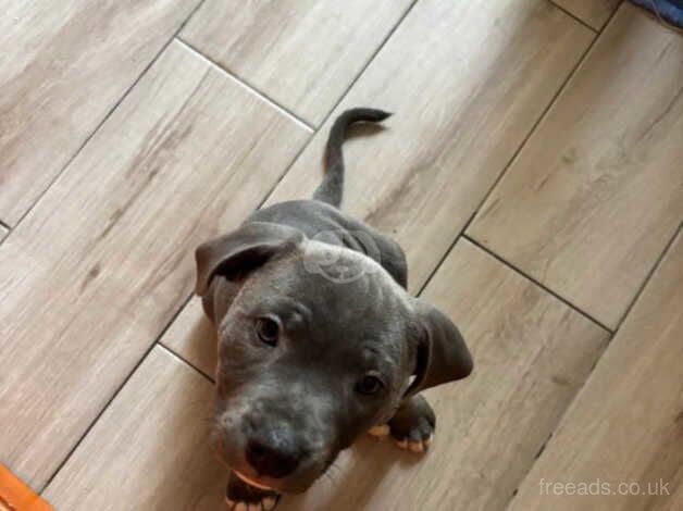 4 Gorgeous blue staff Puppys for sale in Bridgend, Bridgend - Image 2