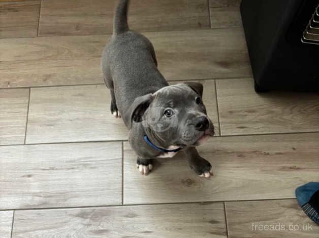 4 Gorgeous blue staff Puppys for sale in Bridgend, Bridgend - Image 3