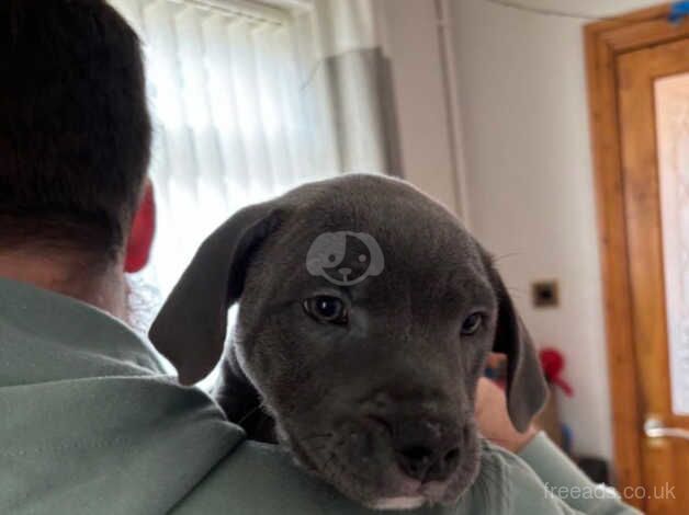 4 Gorgeous blue staff Puppys for sale in Bridgend, Bridgend - Image 5