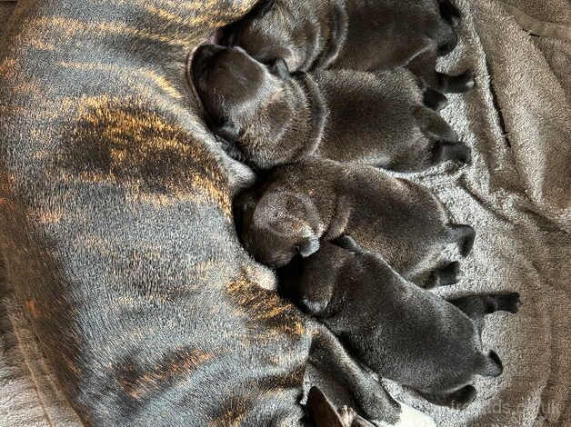 4 Gorgeous chunky KC registered Staffordshire Bull Terrier puppies for sale in Pwllheli, Gwynedd - Image 2