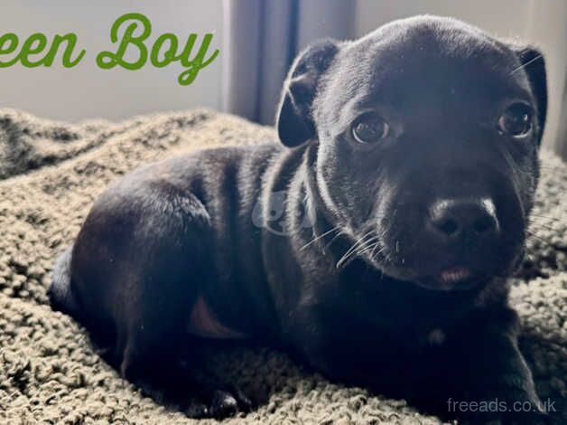 4 Gorgeous chunky KC registered Staffordshire Bull Terrier puppies for sale in Pwllheli, Gwynedd - Image 4