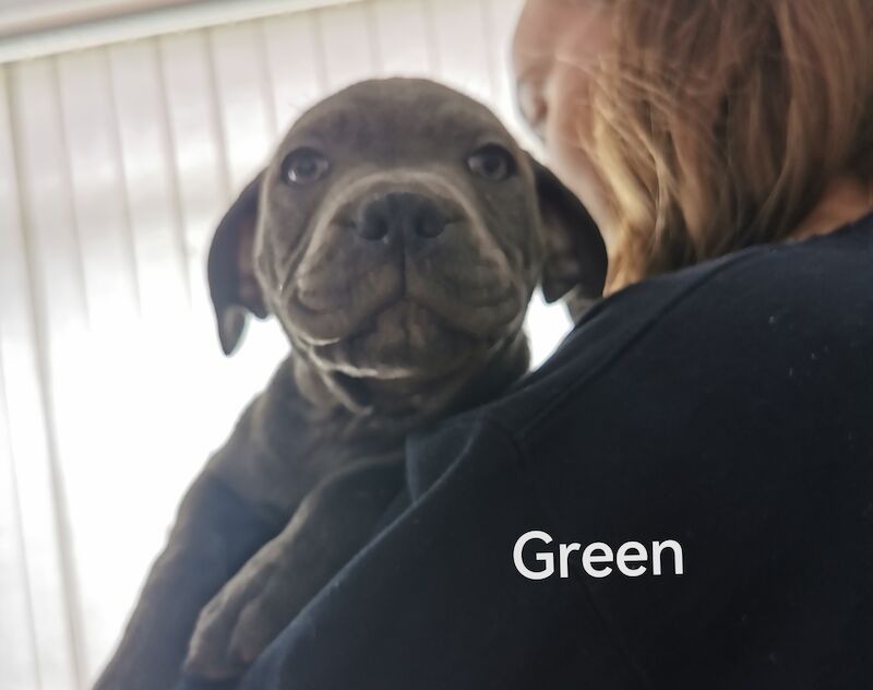 3 Male blue KC SBT pups *REDUCED & 2nd INJ* for sale in Ryton, Tyne and Wear