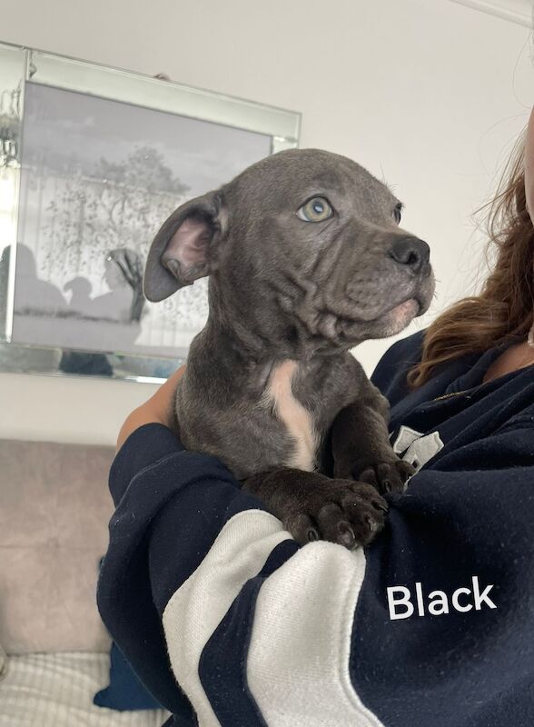 3 Male blue KC SBT pups *REDUCED & 2nd INJ* for sale in Ryton, Tyne and Wear - Image 2